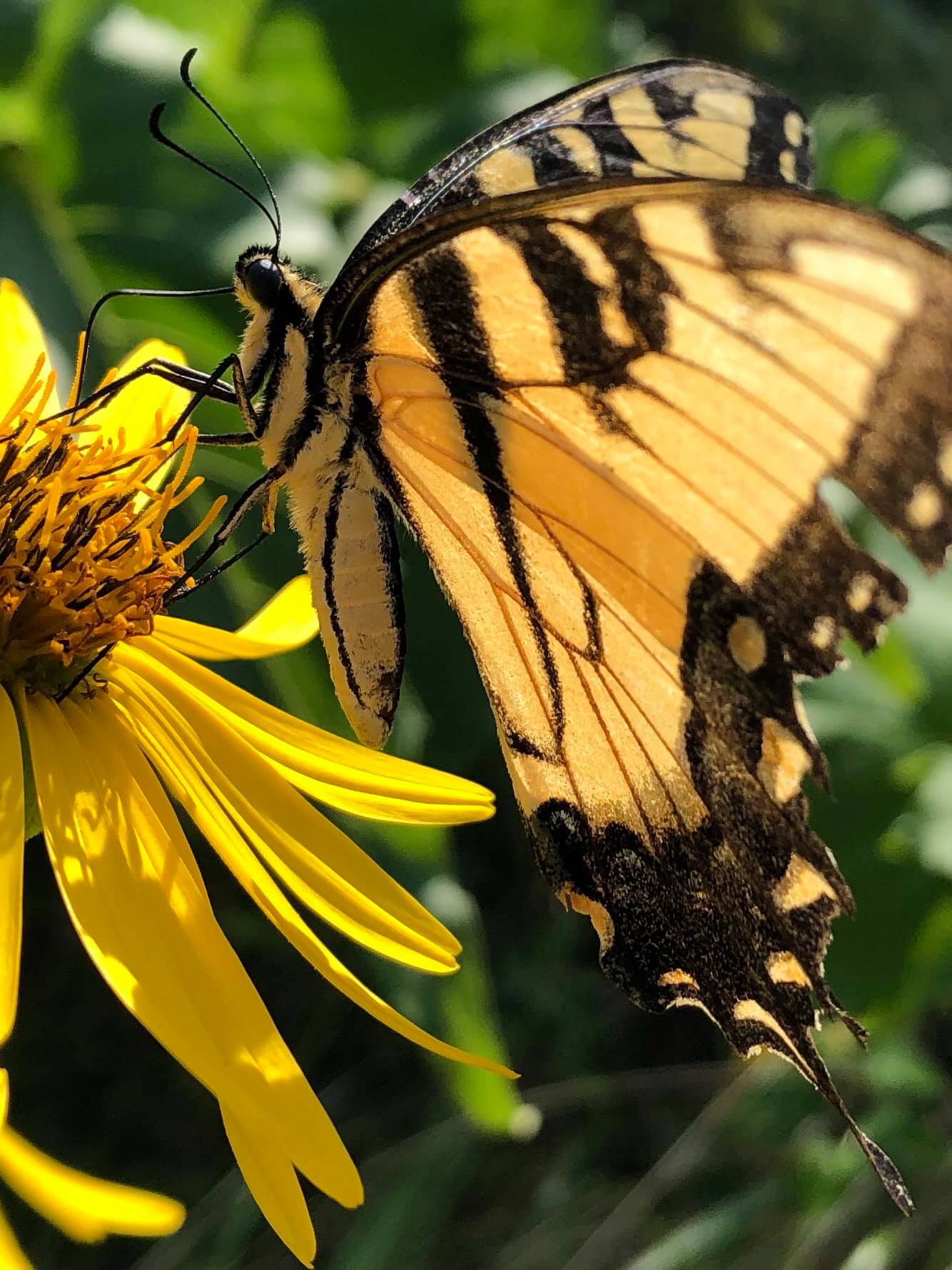 Meadow Visitor Shows Why it’s So Good to Plant Native Wildflowers